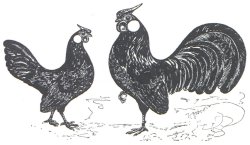 Der Bantam Klub 1909 Deutschland